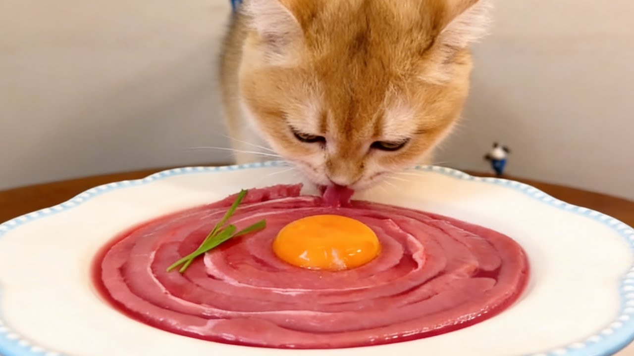 Cute Pet’s Raw Food Feast 😻 So Adorable While Eating Meat & Eggs 