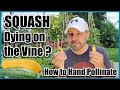 Squash Dying on the Vine? How to Hand Pollinate Squash, Pumpkins, Zucchini and Cucumbers