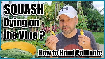 Squash Dying on the Vine? How to Hand Pollinate Squash, Pumpkins, Zucchini and Cucumbers