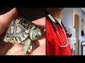 Woman Inserts A Turtle While Drunk And Denies She Knows How It Got There