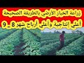 زراعة الخيار الأرضي المكشوف بالطريقة الصحيحة في شهر 8 و 9 أعلي إنتاج و أعلي أرباح