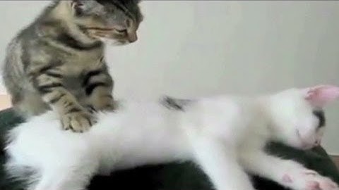 I Can Has Cheezburger heads to TV