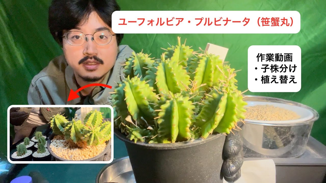 ユーフォルビア(笹蟹丸)の増やし方・植え替え作業の一部始終[植物の世界]