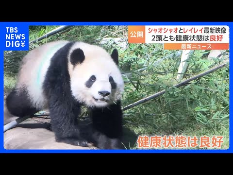 上野動物園　シャオシャオレイ　新品開封 上野動物園のジャイアントパンダ「シャオシャオ」「レイレイ」の