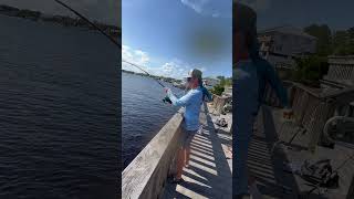 Caught a bridge monster!!! #fishing #shorts