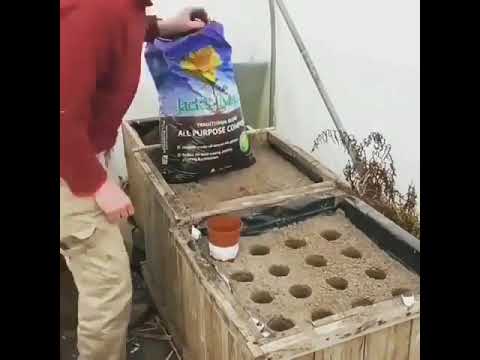 Vídeo: Fertilizando Cenouras Após A Germinação: Como Se Alimentar Em Campo Aberto Em Junho? Amônia, Cinzas E Outros Remédios Populares