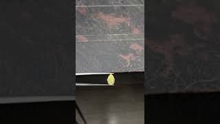 pear shape yellow diamond #yellowdiamonds #diamond #cvddiamond #cvd #peardiamond