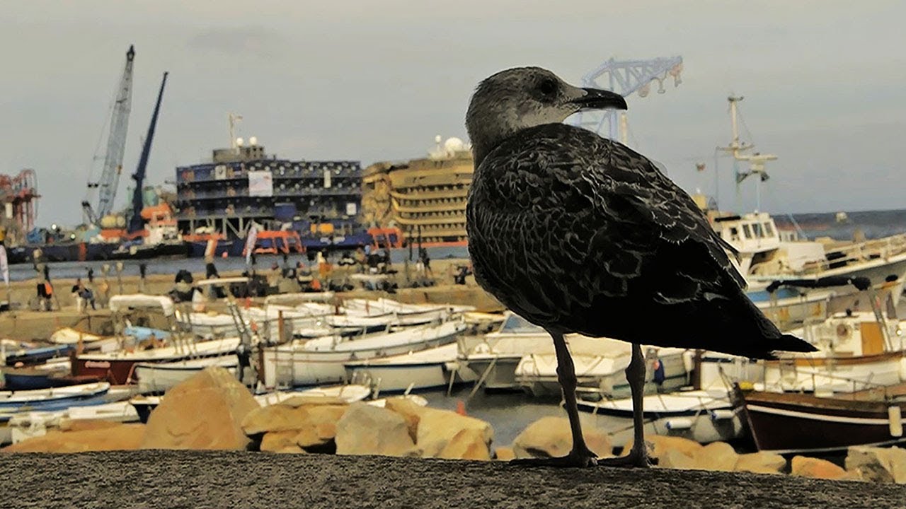 Passaggio All Isola Del Giglio 2 YouTube