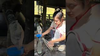 gadis cantik menyuling arak