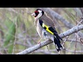 European goldfinch  (Carduelis carduelis) Καρδερίνα - Σγαρτίλι - Cyprus