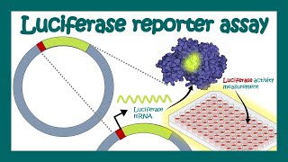 Luciferase reporter assay | What is luciferase assay used for? | Applications of Luciferase assay