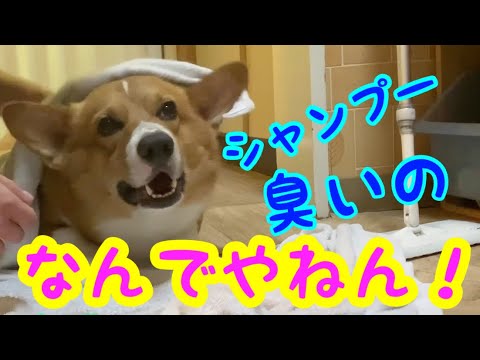 お風呂の後はなんでやねんと言わずに入れない関西弁しゃべる犬 Youtube