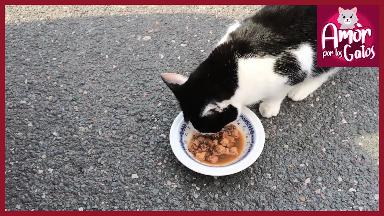 Se le puede dar leche a los gatos pequeños