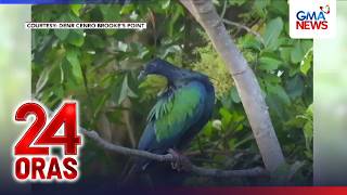 Nicobar pigeon o 'Siete Colores' na nanganganib nang maubos, namataan sa Ursula Island | 24 Oras