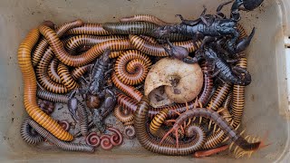 Best Catch 7 Wild Creatures Mountain, Venomous Scorpion, Centipede, Giant Millipede, Red Millipede