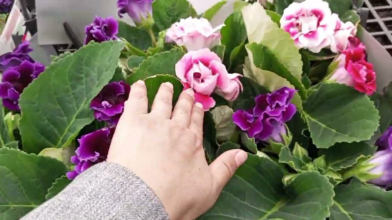 Sera gezisinden çok hızlı bir çekim oldu🤣🤣🤣