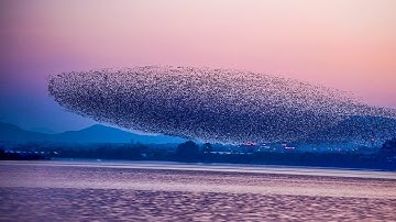 한국 가창오리 군무  Baikal Teal