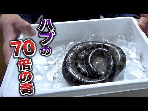 猛毒ヘビが手に入ったので沖縄の郷土料理を作ってみることに…。