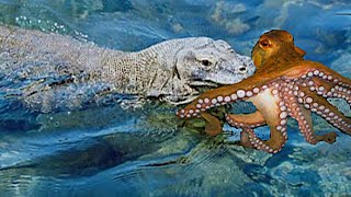 Newkomodo Catch & Swallow Octopus Alive