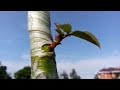 Прививка Розы на Боярышник / Grafting roses on Hawthorn