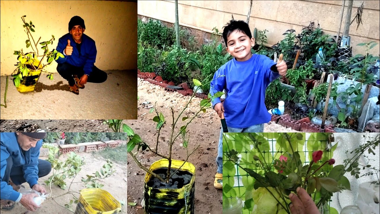 نتائج الترقيد الهوى لشجرة الليمون مع بشمهندس حمزة 🌳🌳👍🌺