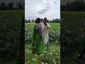New Wife Part 2 | নতুন বউ পূর্ব ২ | বাংলা নাটক| Comedy video