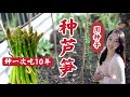 【种植38】种一次吃10年的芦笋种植--出苗率100%，催芽、育苗、选址、基肥、移栽定植， | How to grow asparagus from seeds