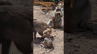 Monkey eating banana