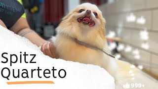 Desvendando o fascínio do Spitz Alemão: descubra a elegância e a alegria desta raça!