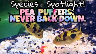 ALL Pea Puffers Are BORN WITH NO GENDER + 40 More Interesting Facts. The Pea Puffer Care Guide.