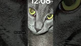#cat #greycat #funny #viralvideo #cute #meow #memes #fypシ #pets #facts #catwatch