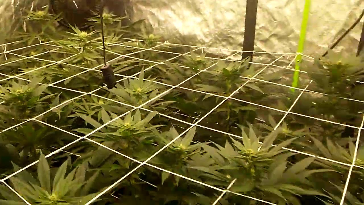 4x8 Grow Tent Greenpoint Seeds Week 3 Of Flower