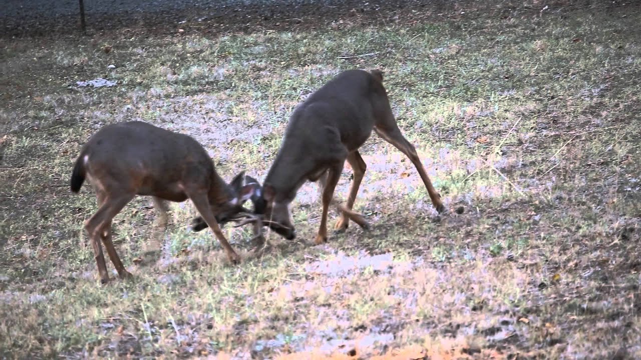 Black-tailed Deer Bucks Sparring - YouTube - 1920 x 1080 jpeg 336kB