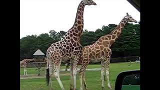 Giraffe mating (GONE WRONG)