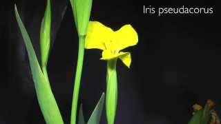 Floración Iris pseudacorus