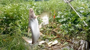 Câu cá sông lớn cá tra cá chim cá dảnh cá rô phi