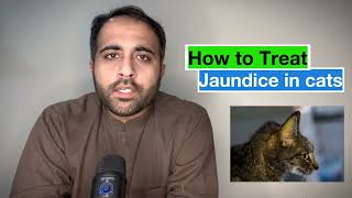 How to treat jaundice in cats at home | Home remedies for cats | Dr.Furqan Arif by Aliyan Vets 360 views 2 months ago 4 minutes, 32 seconds