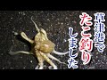 草津港でたこ釣りしました