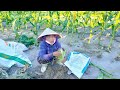 Amazing Agricultural farm - How to Harvest Corn byhand