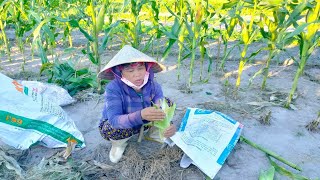 Amazing Agricultural farm - How to Harvest Corn byhand