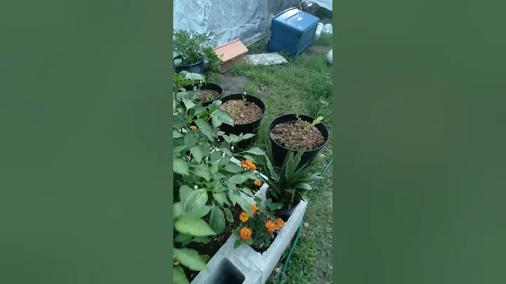 A little garden tour, summer of '22