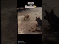 cái đuôi #Thanhcong #xuhuong #funny #thinhhanh #animals