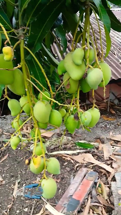 #mangga #everyone
