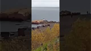 Скот повезли на убой! Что творят !Туруханский район