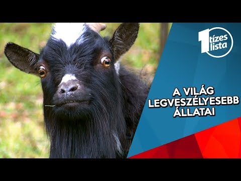 Videó: A világ legnagyobb állata: leírás, élőhely és érdekességek