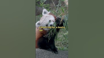 Discover the Adorable World of Red Pandas