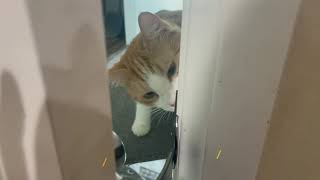 Cat Door Holder Latch