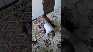 Selimi yahni yapmaya ikna ettim🤣