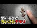 体長わずか3cm！塀に張り付く「極小ニホンヤモリ」を捕獲してみたら…