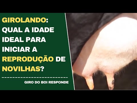 GIROLANDO: QUAL A IDADE IDEAL PARA INICIAR A REPRODUÇÃO DE NOVILHAS?